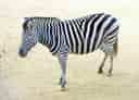 動物図鑑・チャップマンシマウマの写真 28